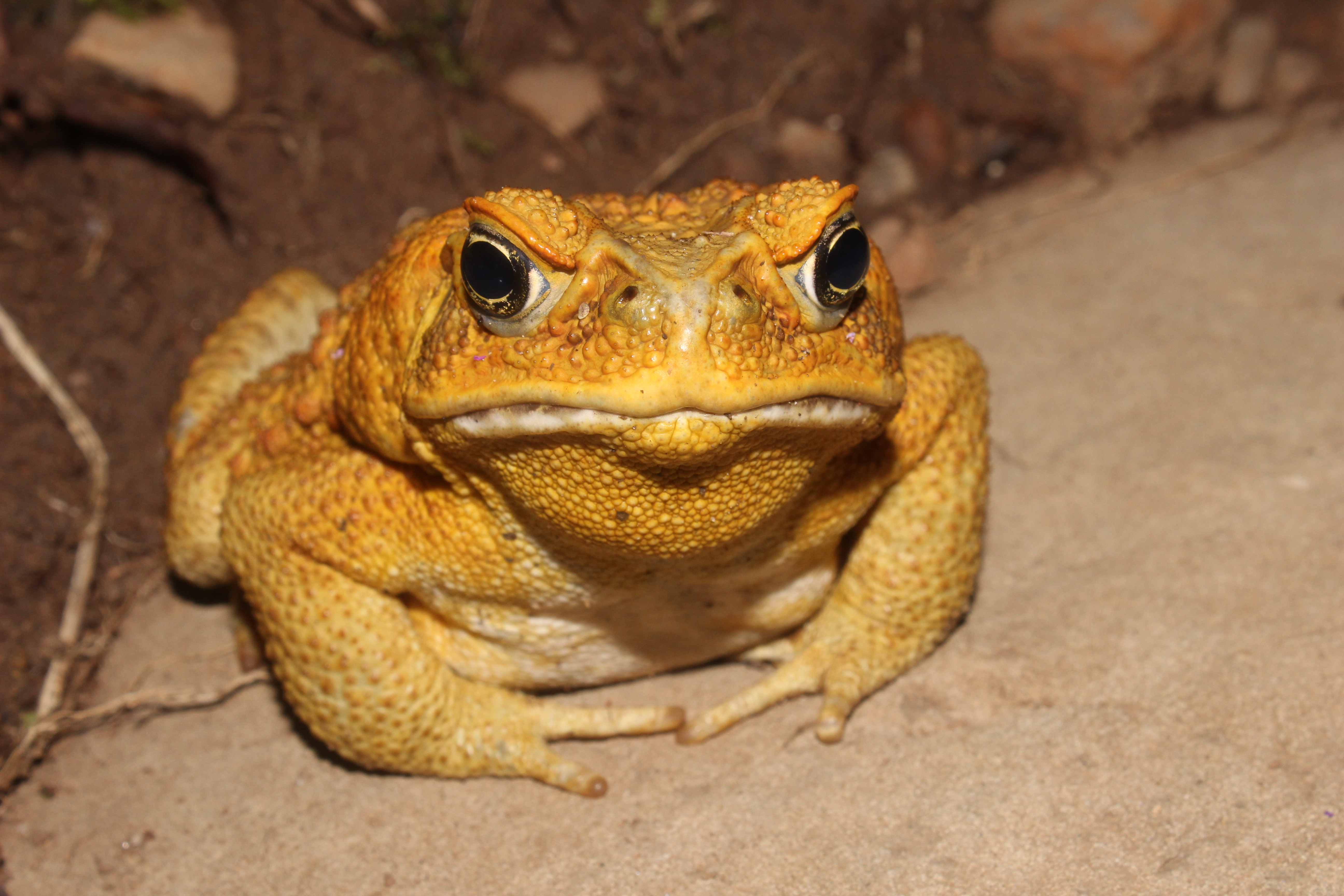 Faster, stronger, longer: accelerated evolutionary change in the cane ...