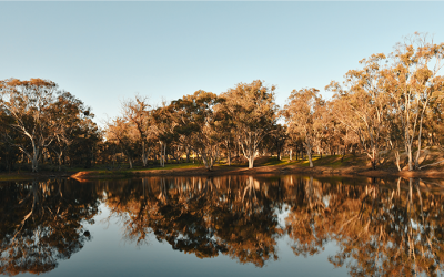 The Dryandra Woodland