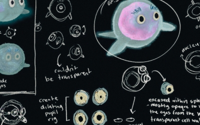Illustrated concept sketches on a dark background showing a round, cartoon‑style microbe character with eyes, alongside handwritten notes and diagrams, illustrating animator Amelia Farrell’s design process for portraying Dr Yan Liao as an Archaea.