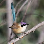 a purple crowned fairy wren