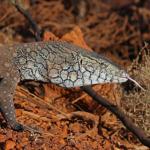 Perentie