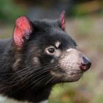 Tasmanian Devil