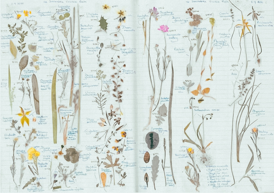 Samples of some of the 65+ additional species of plants identified through the Walk on Country methodology.     Image credit: Supplied, Professor Steve Hopper 