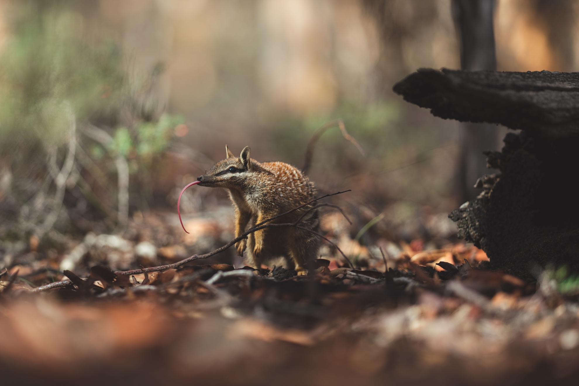 A numbat forages for food in Dryandra Woodlands.   Image credit: iStock, Lewis Burnett