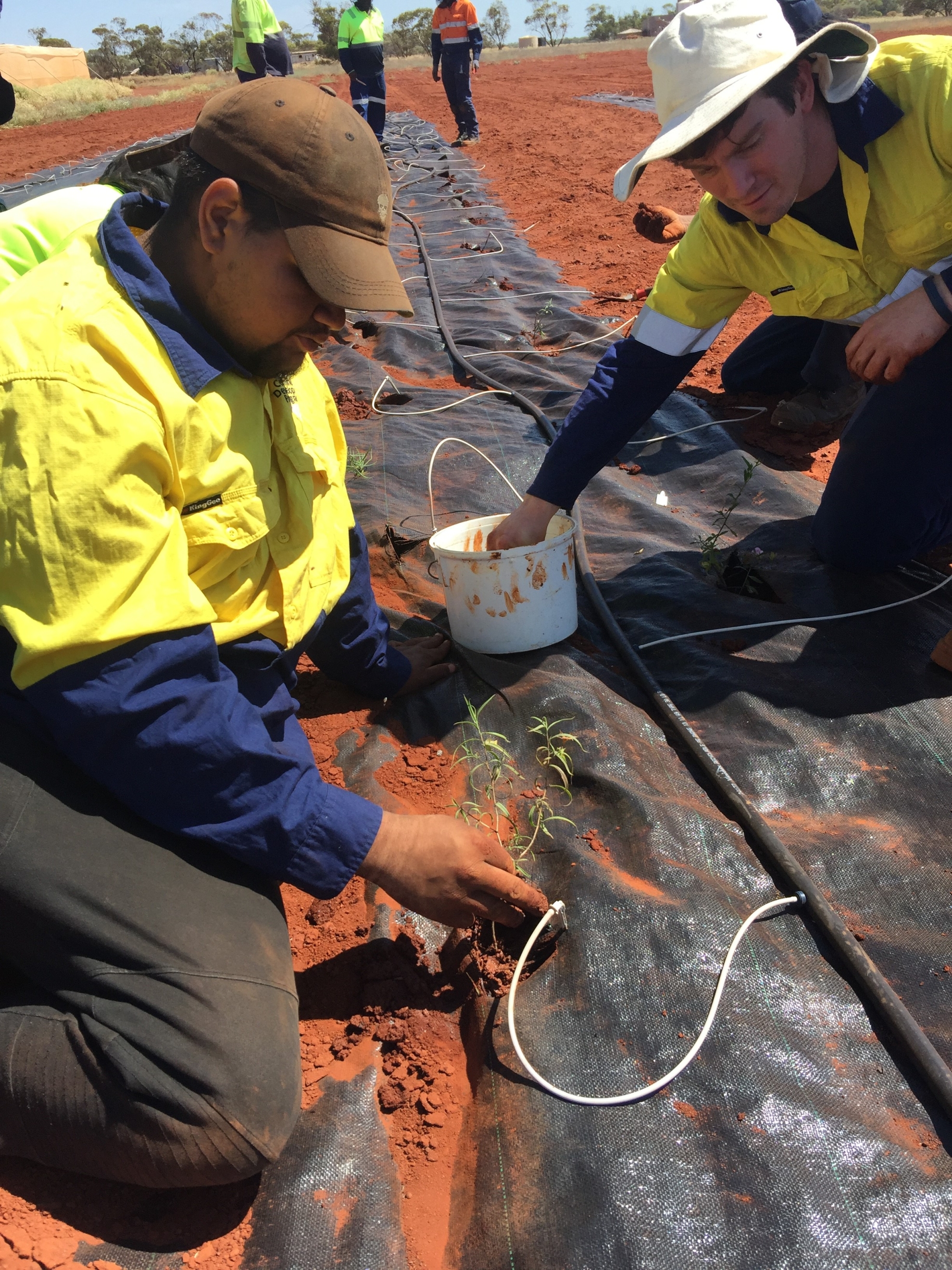 One of Australia’s first indigenous owner operated native seed farm to generate seed of species missing from mines due to lack of seed. 