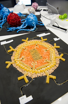 A model of a rotavirus made from pasta and beans. Credit:&nbsp;Hynesite Photography &amp; Monash University.&nbsp;