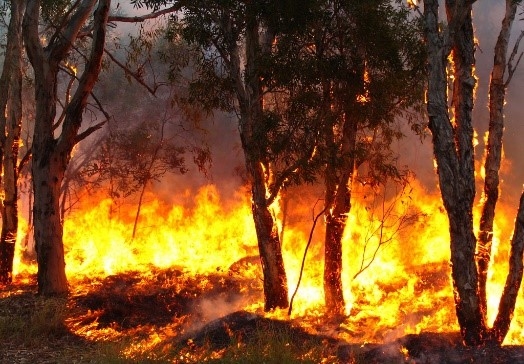 bushfire