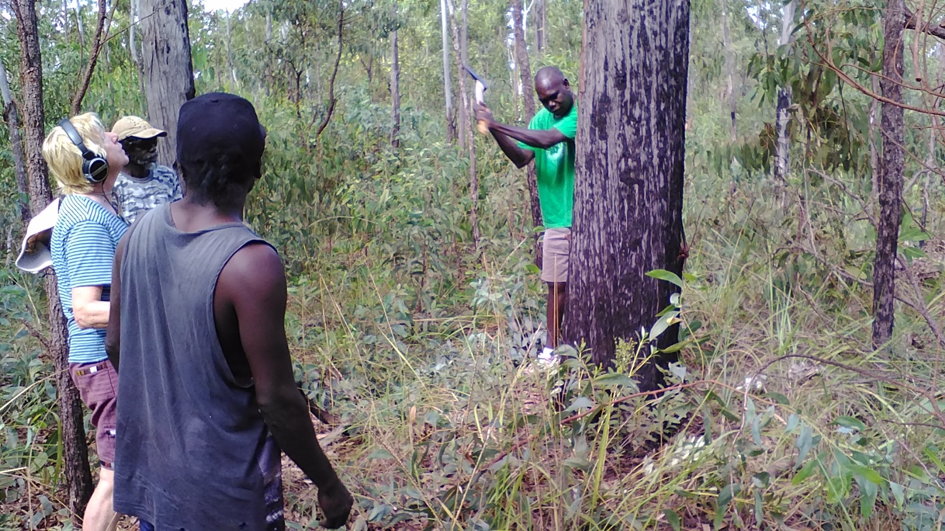 Field recording for the Heart of Artness podcast—Siobhan McHugh accompanies employees of the Buku-Larrnggay Mulka Art Centre in Yirrkala, NE Arnhem Land, as they cut bark for Yolngu artists, 2016. Credit: Professor McHugh.