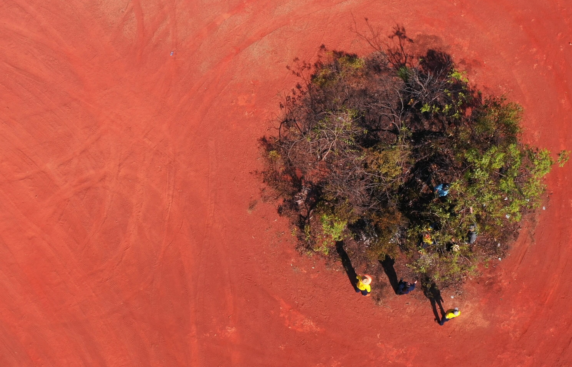 Drone image of green plum tree near Gulkana nursery in East Arnhem Land © UQ 
