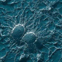 Bacterial cells of S. aureus. Bacterial cells of S. aureus.