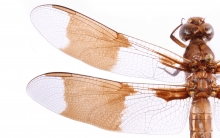Common whitetail dragonfly. Public domain image by Christopher Johnson (Insects Unlocked, University of Texas at Austin) Common whitetail dragonfly. Public domain image by Christopher Johnson (Insects Unlocked, University of Texas at Austin)