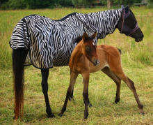 Zebra among horses Zebra among horses