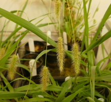 Setaria viridis, the model plant used to find a bottleneck relief in photosynthesis Setaria viridis, the model plant used to find a bottleneck relief in photosynthesis