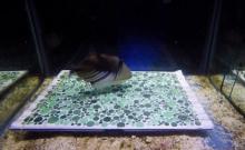 Picture of fish in tank with coloured spots Picture of fish in tank with coloured spots