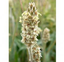 The seed head of Plantago ovata (psyllium). The seed head of Plantago ovata (psyllium).