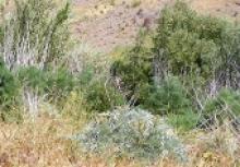 Image: Invasive weeds in the Adelaide Hills.