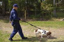 Image: Professor Shari Forbes and her research team are undertaking research they hope will improve police scent-detection dog training.