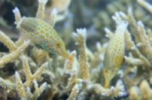 Image caption: Harlequin filefish in coral.
