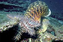 Image caption: Giant triton eating a crown-of-thorns