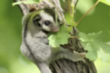 Image caption: CEED has developed a cost-effective way to save a wide range of threatened species, including rare old ones that may be costly to protect.