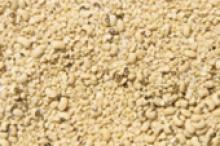 Image caption: Soybean can be bred to better tolerate soil salinity.