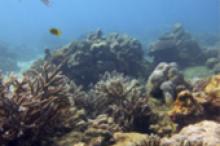 Image: Recovering reef, Seychelles