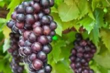 Image:Ripening Grape Clusters On The Vine