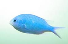 Image: Damselfish.