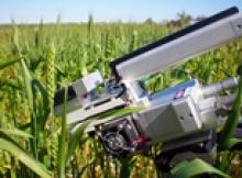 Image: Strengthening food security through energy efficient wheat.