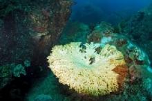 Image: Bleaching coral