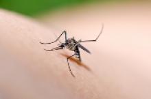Image: Mosquito in nature