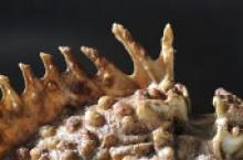 Image: Stonefish spines