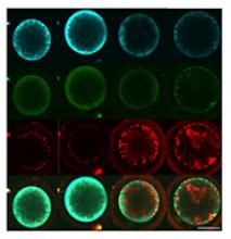 Image: Oocytes stained with markers of metabolism.