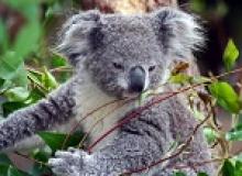 Image: Koala.