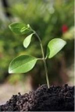 Image: Green Plant.