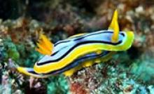 Image: Sea slug Chromodoris annae.