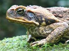 Image: The relentless march of the toad now means that they have expanded their range to encompass more than a million square kilometres of tropical and sub-tropical Australia and have even reached as far as northern NSW.
