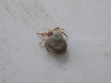 Image: A blood sucking tick