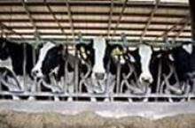Image: Cows.