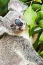 Image: Koala By Itself In A Tree.