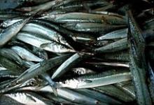 Image: Garfish catch