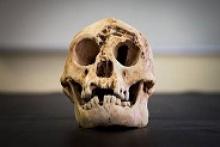 Image: Homo Floresiensis skull 2.