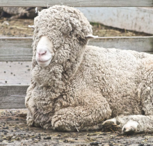 Merino Sheep Merino Sheep