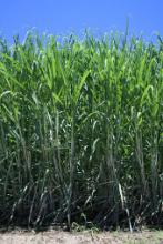 Image: Sugarcane in Queensland Image: Sugarcane in Queensland Credit: Wikimedia Commons