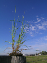 Image: annual ryegrass (Lolium rigidum) is a serious weed that affects grain production in Australia. Image: annual ryegrass (Lolium rigidum) is a serious weed that affects grain production in Australia. Credit: Harry Rose, Wikimedia Commons CC BY 2.0