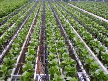 Image: Researchers are working to incorporate artificial intelligence into farming decisions. Image credit: Wikimedia Commons (CC BY-SA 4.0). Image: Researchers are working to incorporate artificial intelligence into farming decisions. Image credit: Wikimedia Commons (CC BY-SA 4.0).
