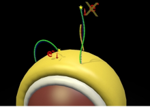 A computer representation of the gold coated nanoparticles that make up the dispersible electrodes. These are modified with DNA that gives an electrochemical signal. When microRNA binds, the electrochemical signal is switched off. The magnitude in the cha A computer representation of the gold coated nanoparticles that make up the dispersible electrodes. These are modified with DNA that gives an electrochemical signal. When microRNA binds, the electrochemical signal is switched off. The magnitude in the cha