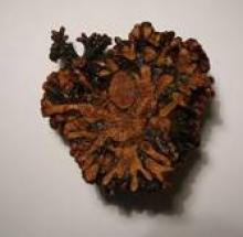 an alder trees root nodule an alder trees root nodule