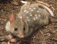 The endangered eastern quoll The endangered eastern quoll