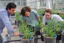 Plant Energy Biologists Plant Energy Biologists